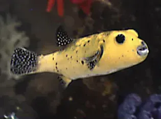 A yellow fish with black spots is swimming in a tank.