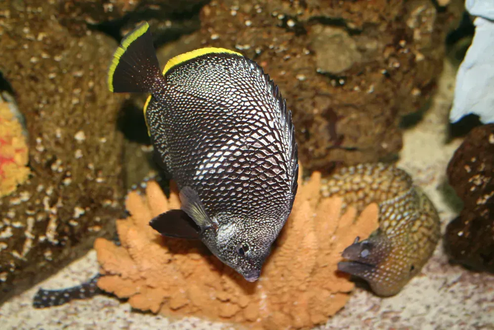 A fish is sitting on top of a coral in a tank.