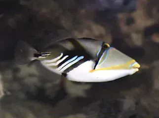 A fish with a yellow nose is swimming in the water.