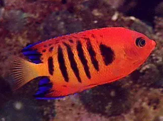 A small red fish with black stripes is swimming in a tank.