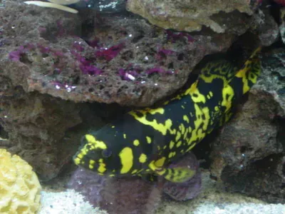 A black and yellow fish is swimming in a tank