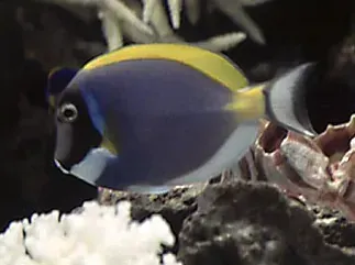 A blue and yellow fish is swimming in a tank.