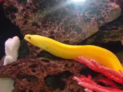 A yellow eel is swimming in a tank with red corals