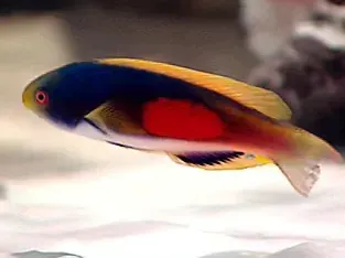 A colorful fish with a red spot on its tail is swimming in a tank.