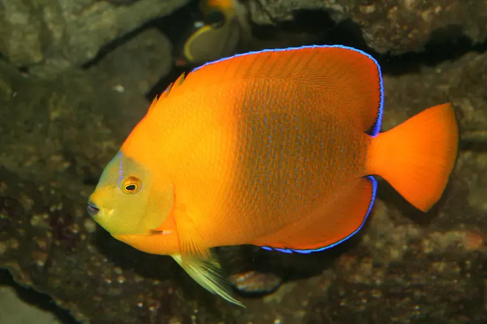 A yellow and orange fish with a blue tail is swimming in the water.