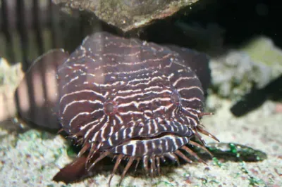 A close up of a fish laying on the ground