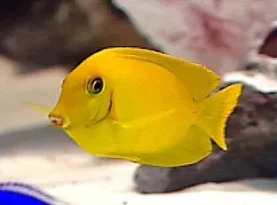 A small yellow fish is swimming in a tank.