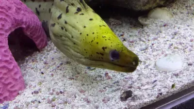 A yellow and black fish is swimming in a tank.