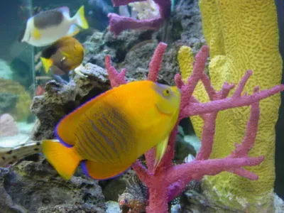A yellow fish is swimming next to a pink coral in an aquarium.