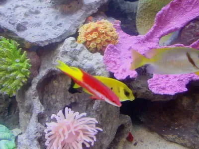 A fish is swimming in a coral reef surrounded by sea anemones.