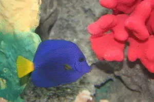 A blue fish with a yellow tail is swimming next to a red coral.