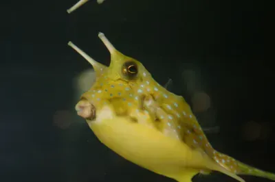 A yellow fish with a long beak is swimming in the water.