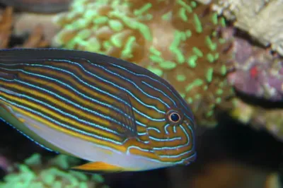 A fish is swimming in the water near a coral reef.