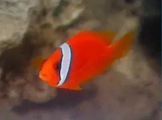 A clown fish is swimming in the water near a rock.