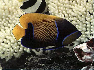 A fish is swimming in the water near a coral reef.