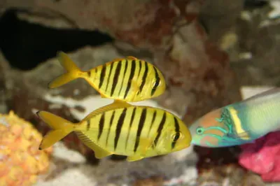 Two yellow and black fish are swimming in a tank.