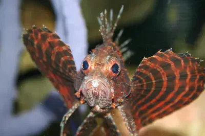 A person is holding a lionfish with its wings outstretched and looking at the camera.