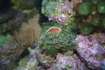 A close up of a coral reef with lots of corals and sea anemones.