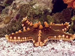 A starfish is sitting on top of a pile of rocks.