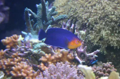 A blue and orange fish is swimming in a coral reef.