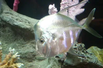 A fish is swimming in a tank with corals.