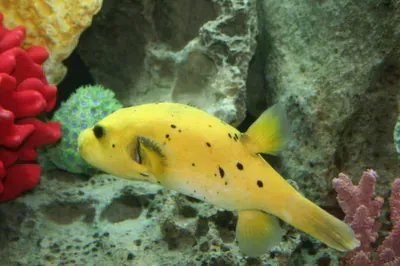 A yellow fish with black spots is swimming in a tank.