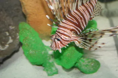 A fish is swimming in a tank with green rocks