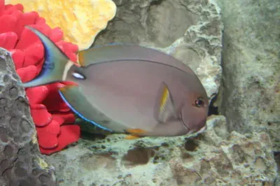 A fish is swimming in the water near a coral reef.
