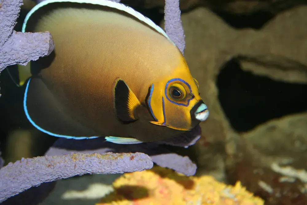 A fish with a white nose is swimming in a tank