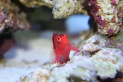 A red fish is sitting on a rock in an aquarium.