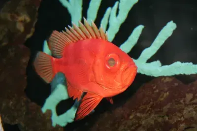 A red fish is swimming in a tank next to a coral.