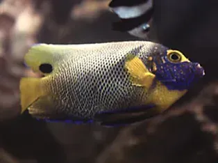 A close up of a colorful fish in a tank.
