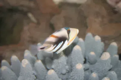 A fish is swimming on top of a coral reef.