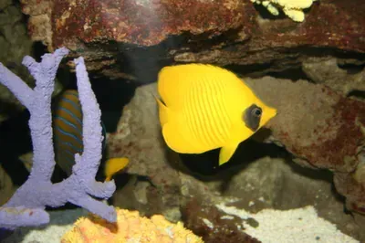 A yellow fish is swimming in a tank next to a purple coral.