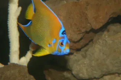 A yellow and blue fish is swimming in a tank.