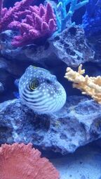 A fish is swimming in a tank with corals and rocks.
