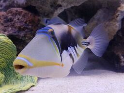 A fish is swimming in the sand in an aquarium.