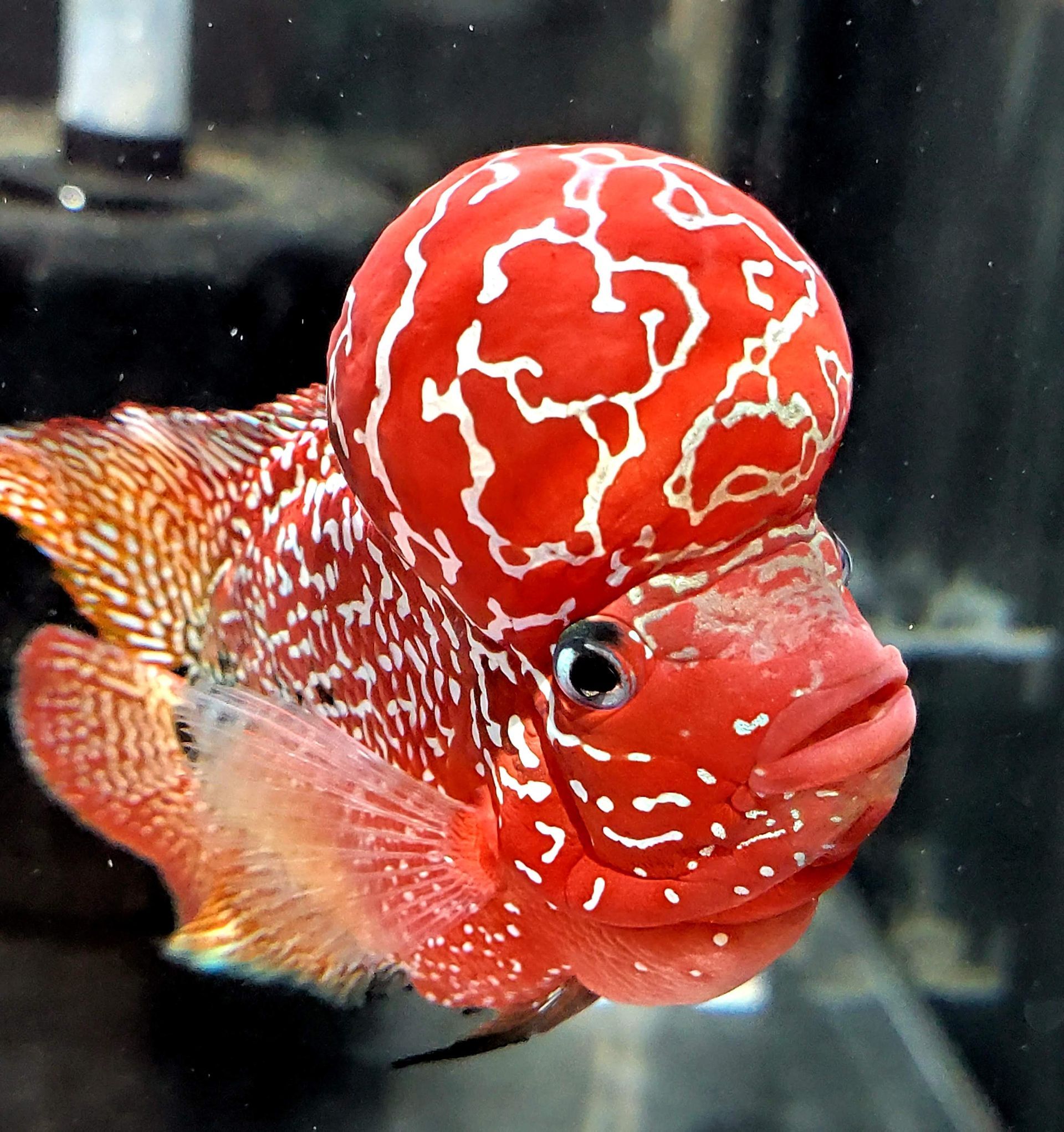 A red fish with white spots is swimming in a tank
