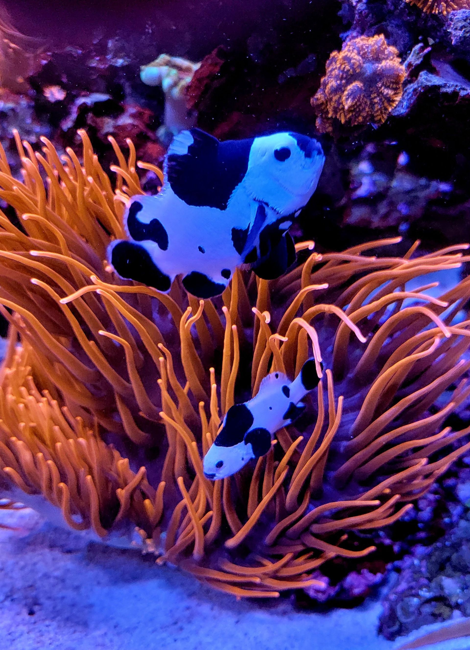 Two black and white fish are swimming in a coral reef.