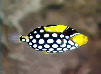 A black and yellow fish with white polka dots is swimming in the water.