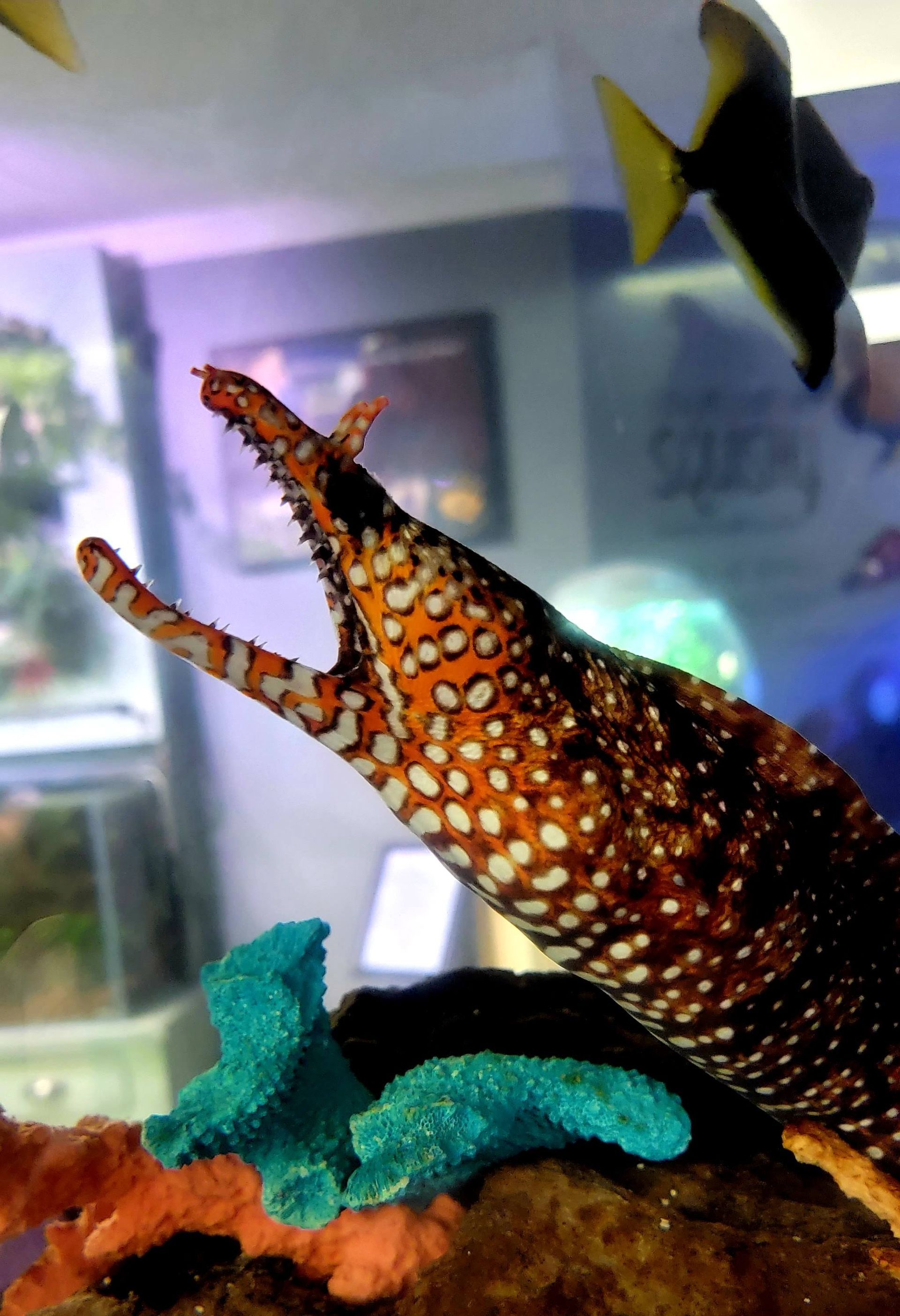 A fish with a long mouth is swimming in a tank