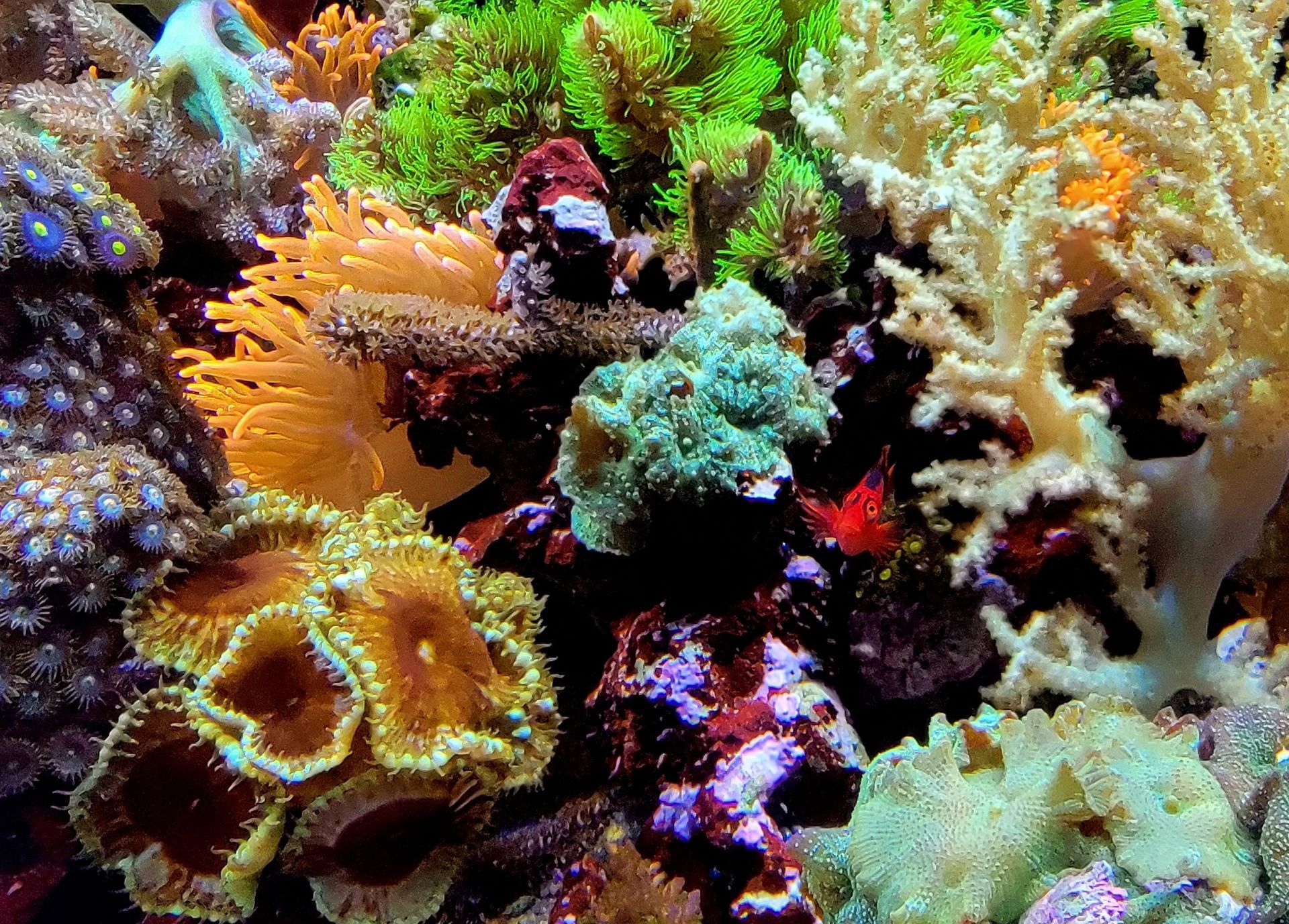 A coral reef with lots of different types of corals