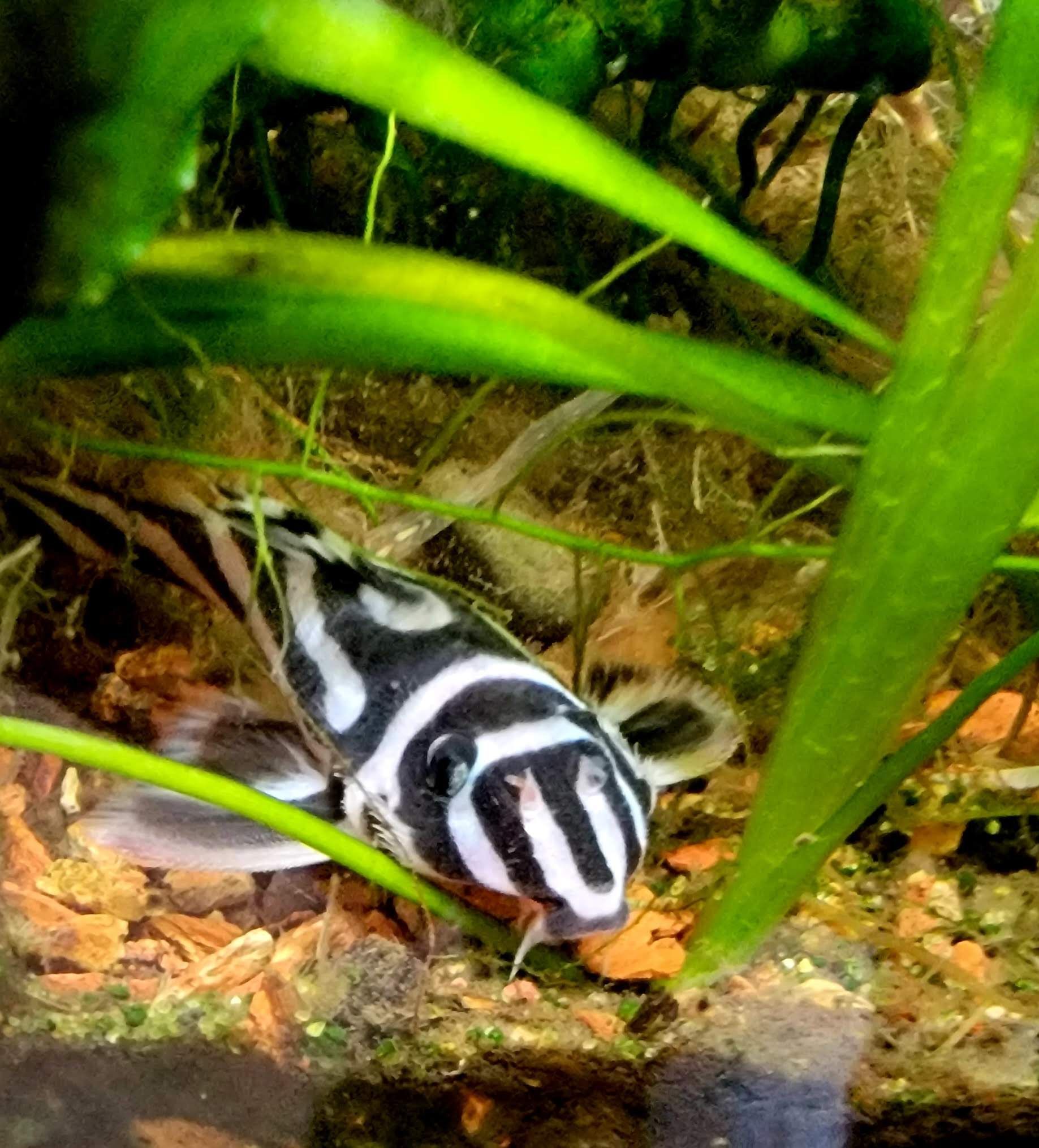 A black and white fish is swimming in a tank