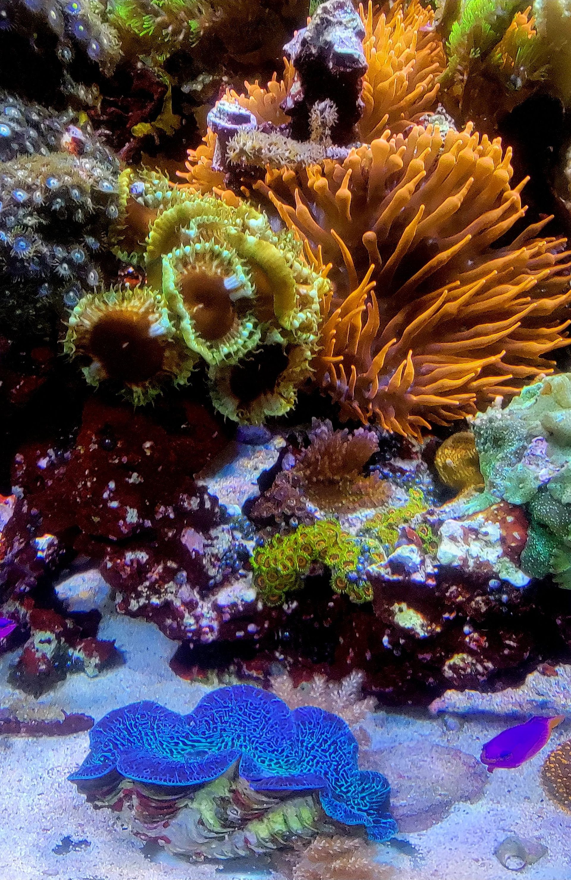 There are many different types of corals in this aquarium.