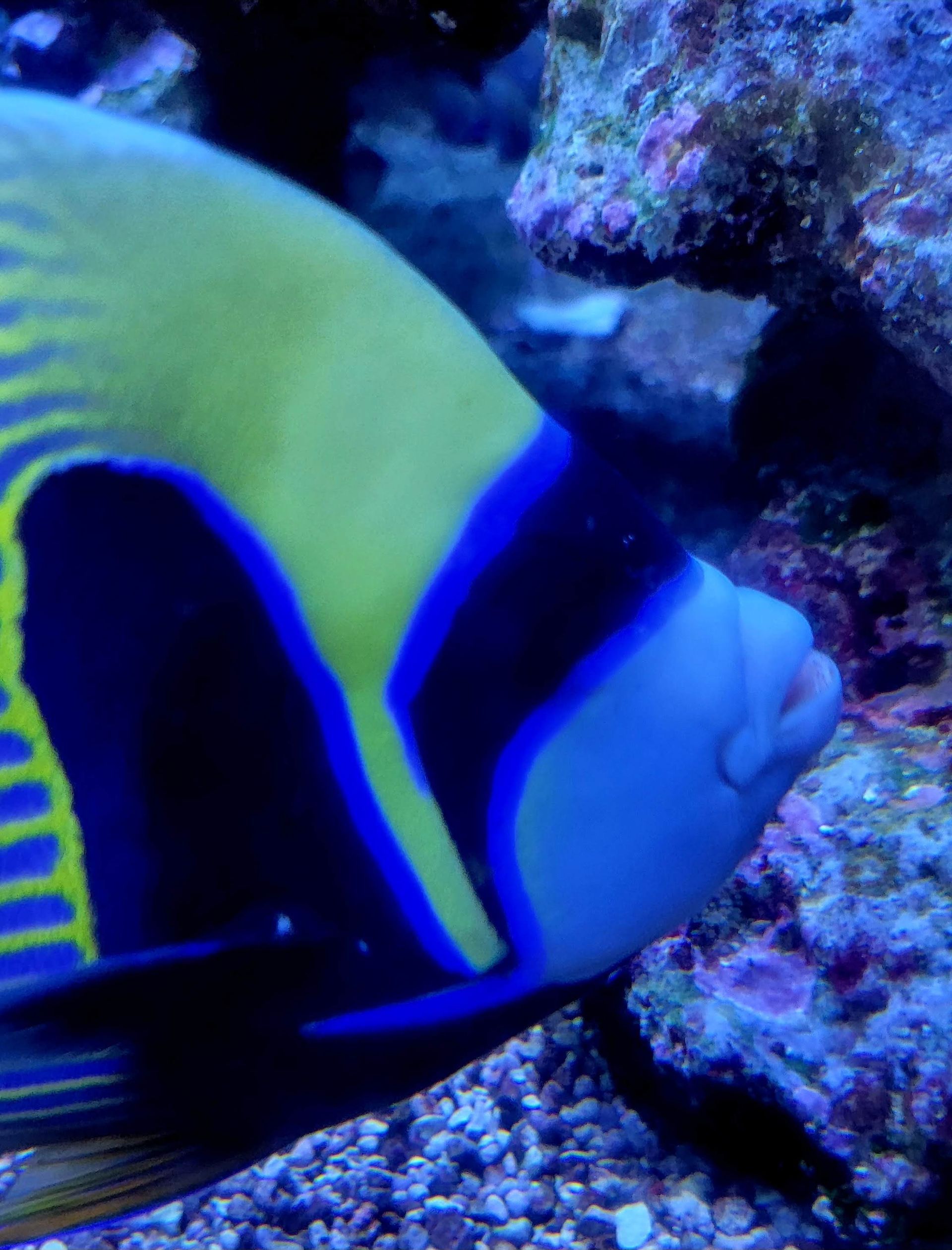 A blue and yellow fish is swimming in the water