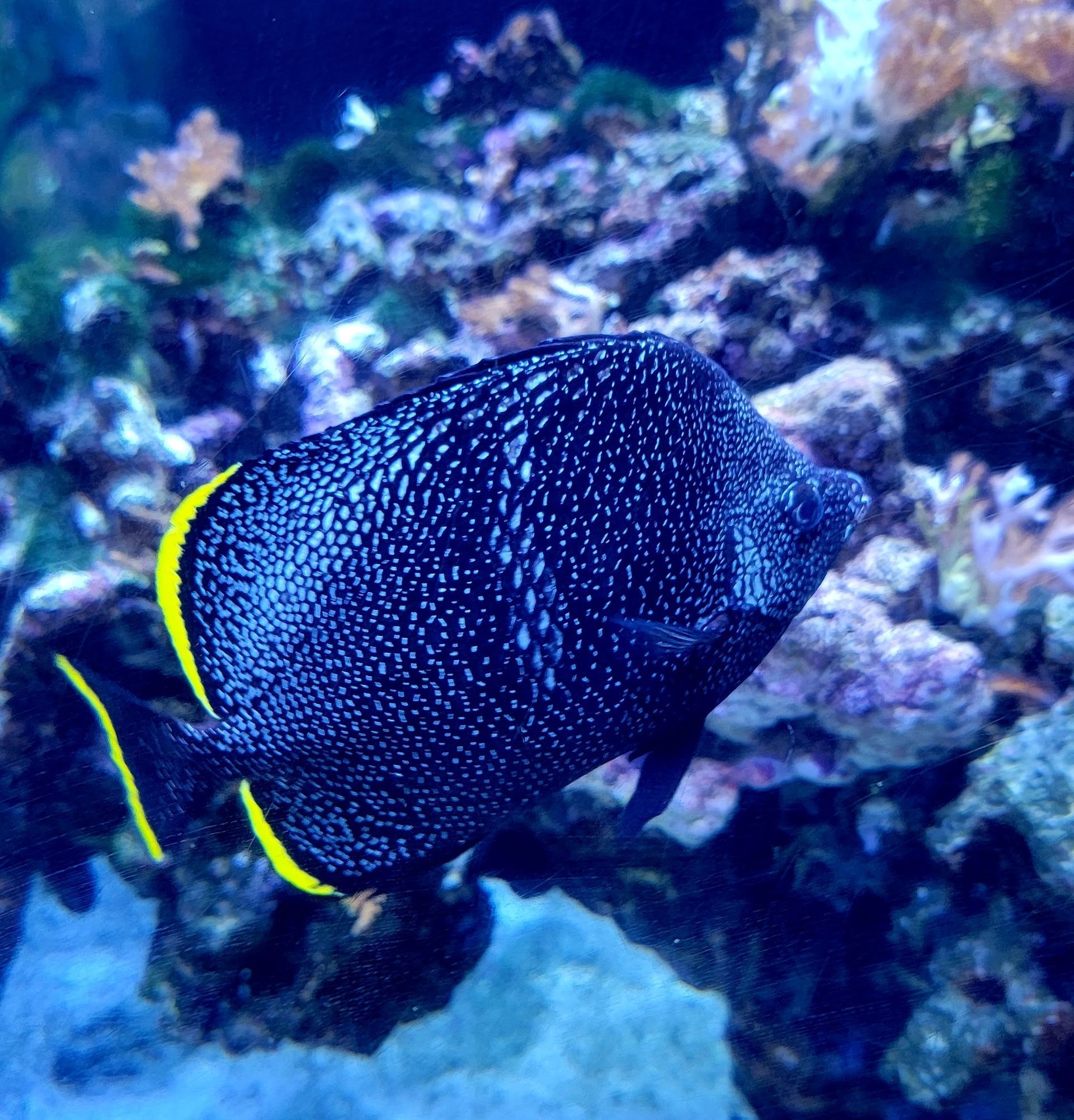 A blue fish with a yellow tail is swimming in a coral reef.