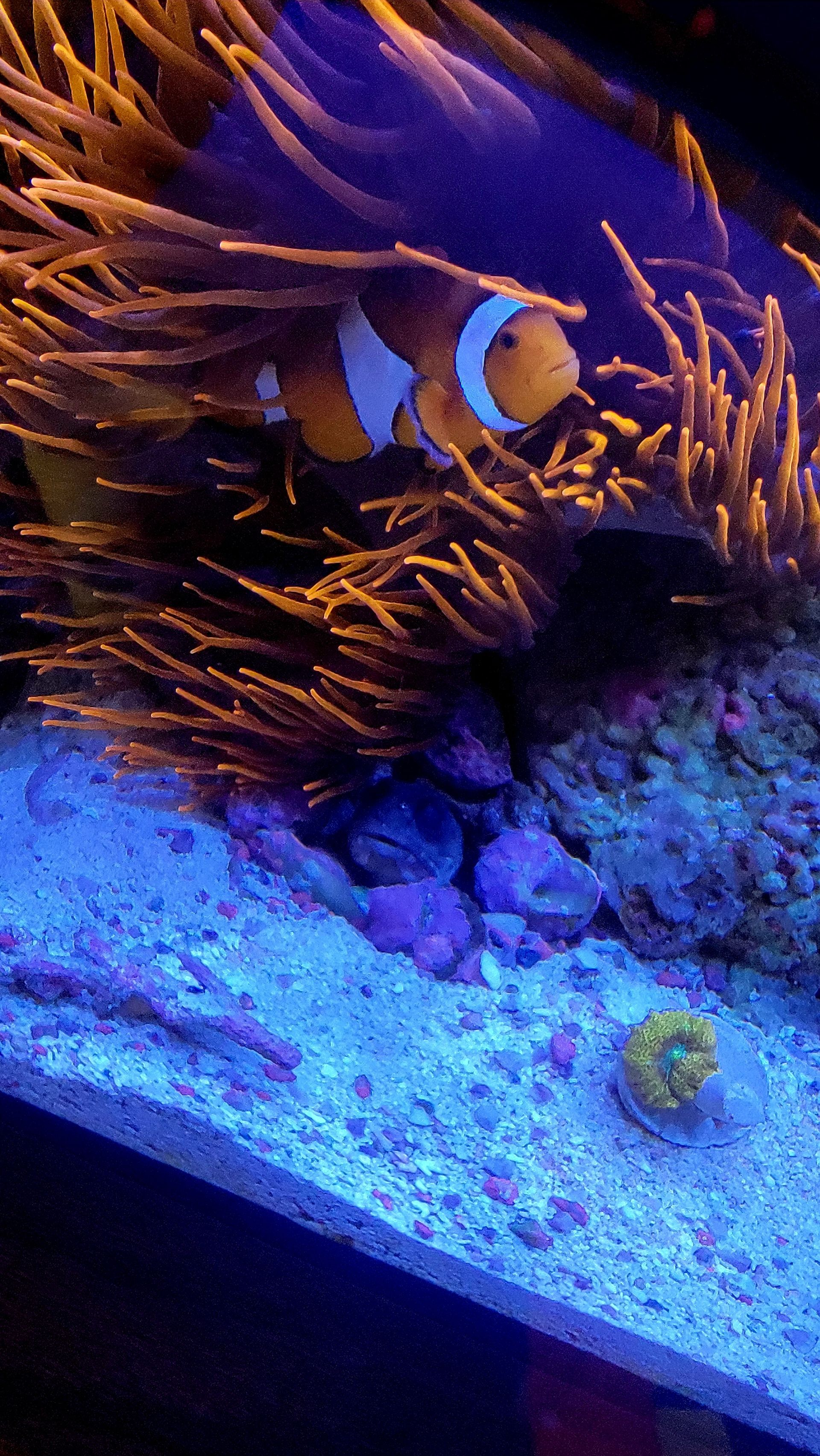 A clown fish is swimming in a tank with sea anemones.