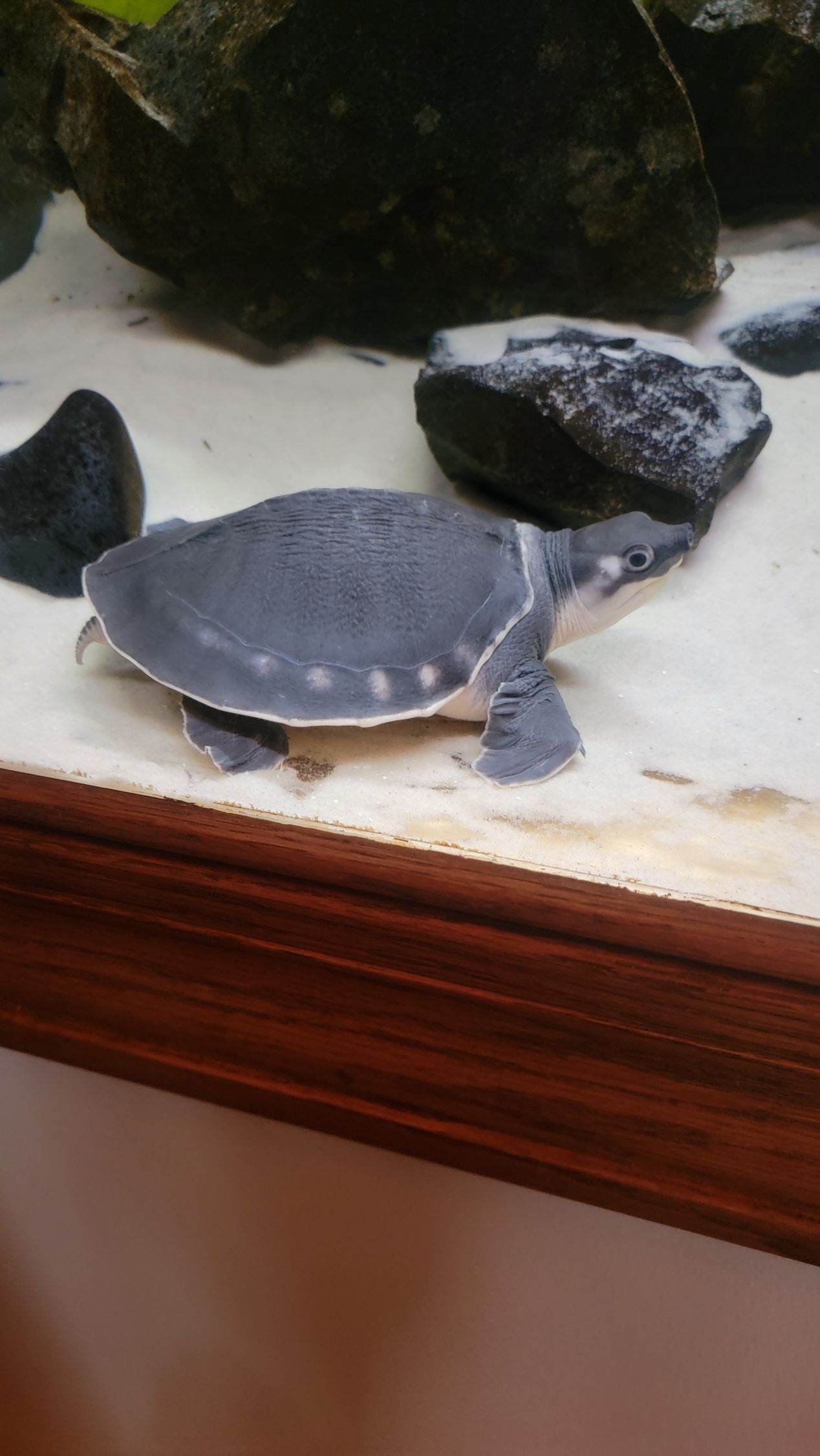 A small turtle is swimming in a tank with rocks.