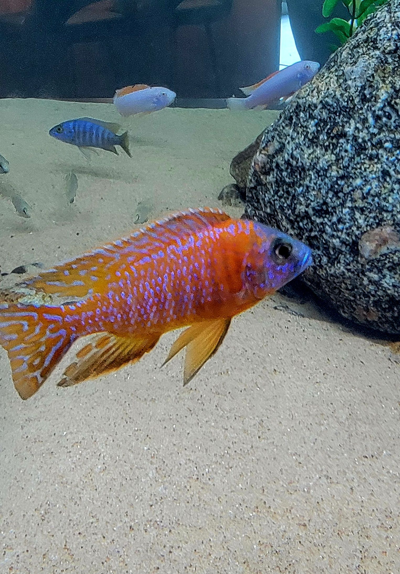 A group of fish are swimming in a tank.