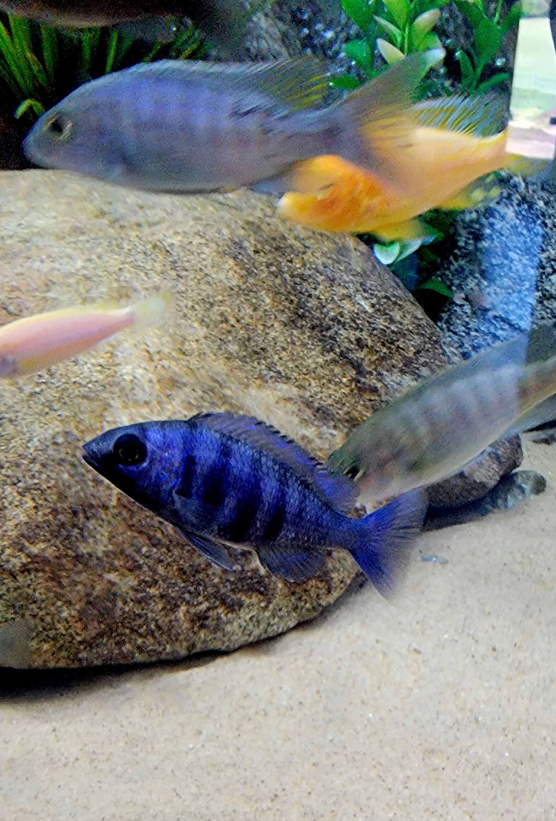 A group of fish are swimming in a tank.